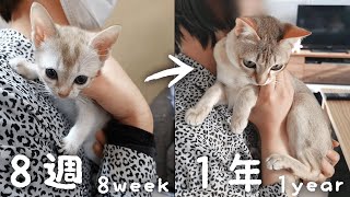 【The smallest cat | Singapura】8 Week Kitten to 1 Year Old Cat! 【Costs and Weight change】