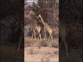 ¿Sabías que en África existe un parque nacional transfronterizo? Es el Kgalagadi Transfrontier Park.