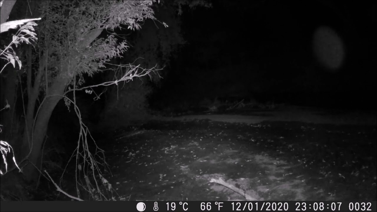Trail cam footage of animals with the Thylacine Hop and skip running motion