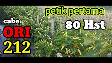 CABE RAWIT ORI 212 80Hst (petik pertama / nyawuki)
