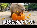 【LIVE】カピバラのハロウィン