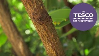 Did you know cinnamon is actually the bark of a tree? See it's fascinating farm to fork journey