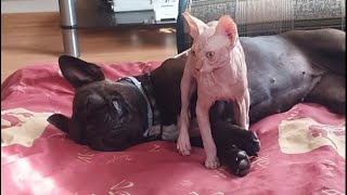 Cute cat and dog take care each other #sphynx #cat #catanddog #franchbulldog