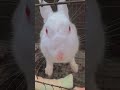 #rabbitlover #cuterabbit #funnyrabbit #cute #trending