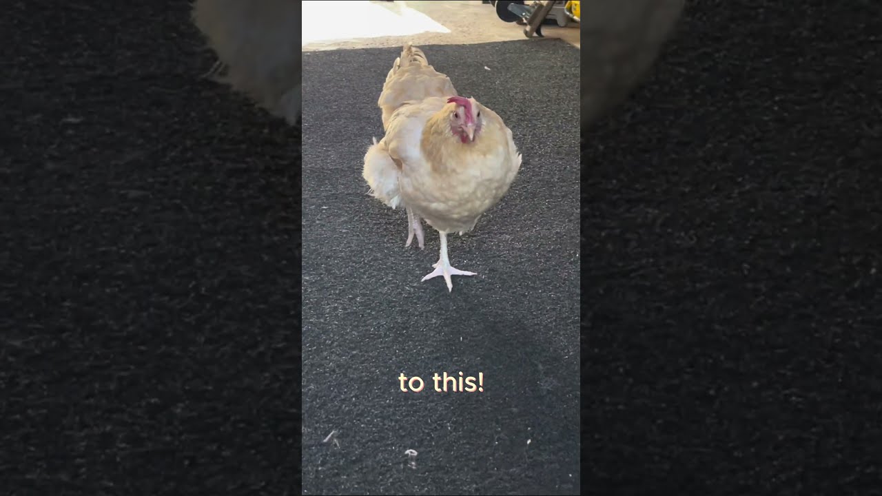 How I Treated My Crippled Chickens Leg Backyardchickens Henchicken Hens