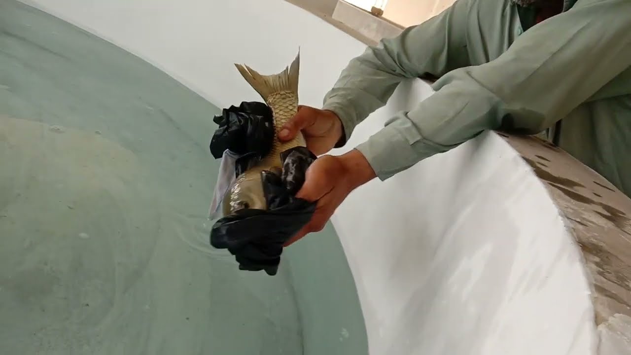 Grass carp Fish Breeding