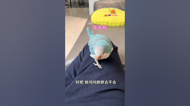 假装打电话说小鸟爱听的 #胖胖谷粒 #鹦鹉 #萌宠