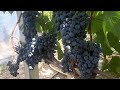 Тонус, технический сорт винограда
