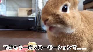 #102 初めてのバナナをくちゃくちゃ美味しそうに食べるうさぎ