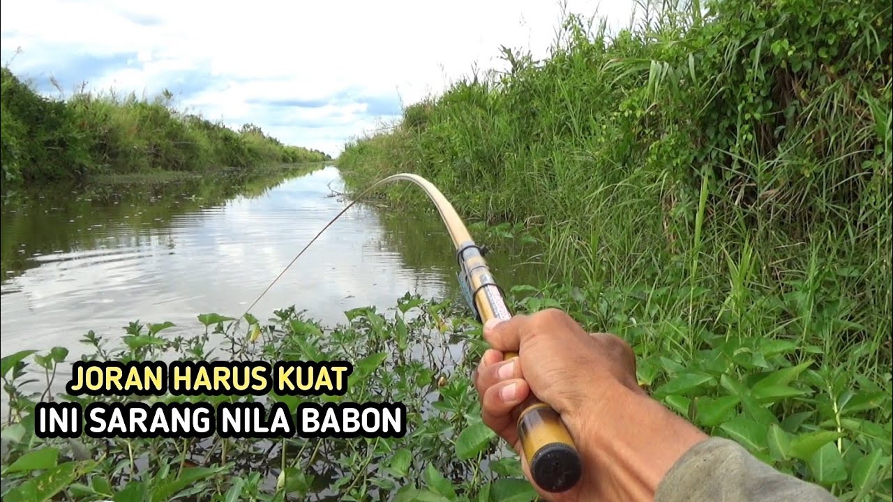 Asli ini sarang nila babon..!! Berkali kali merasakan tarikan dahsyat babon super