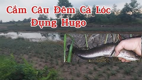 Chuyến  Cắm Câu Đêm Đụng Hugo Cá Lóc & Cá Trê vàng.  @tvchimcacanhfishing85