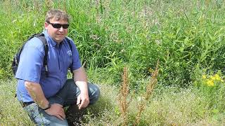 I Wetland my Plants edition of Plant Speed Dating - Western Dock