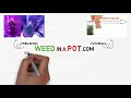 How Activated Carbon Works to Absorb the Cannabis Smell