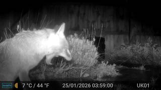 Fox Videos Only Edit GardePro A3 Trail Camera 1 of 2 Worcester, England 18th to 31st January 2026 Fox Videos Only Edit GardePro A3 Trail Camera 1 of 2 Worcester, England 18th to 31st January 2026
