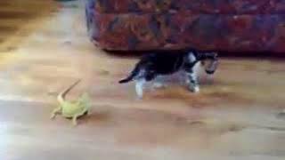 VID-20150306-WA0012.mp4