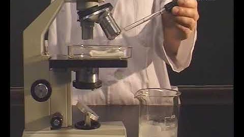 Practical 8.3 Examination of the capillary flow in a fish tail fin