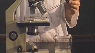 Practical 8.3 Examination of the capillary flow in a fish tail fin
