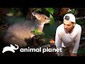 Conheça os duendes da floresta! | Perdido na Austrália | Animal Planet Brasil