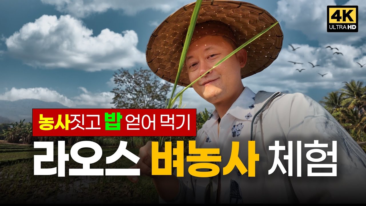 여행 7년만에 찾은 최고의 투어! 라오스 시골 벼농사 체험