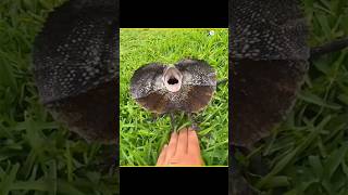 scary frilled lizard #shorts