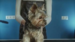 Dog Grooming Techniques for Beginners Dog Grooming Techniques for Beginners