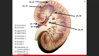 Day 21: Urinary System Chapter 24 Lab 03/24/21 Part 2