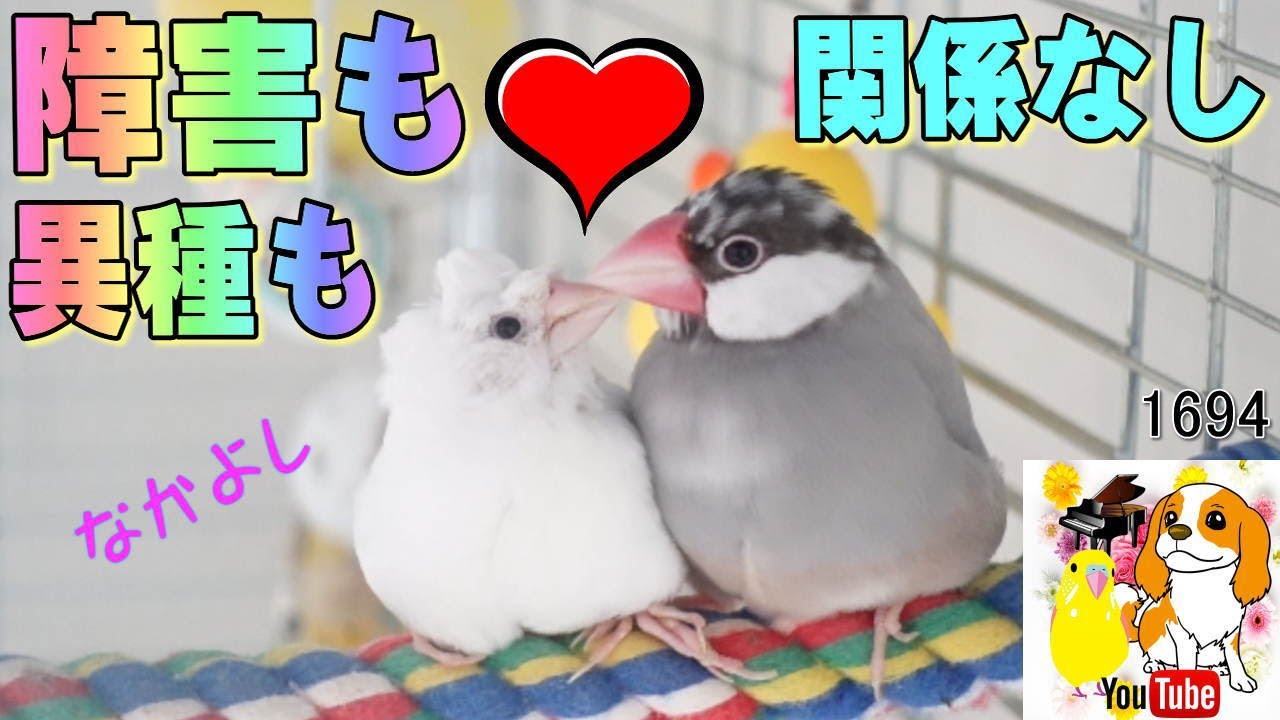 文鳥スキー　様 ペットの鳥類図鑑 - 文鳥 [小動物] All About