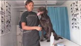 Dog Grooming : Dog Dandruff Cures