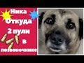 Шок Боль Осиротевшую собаку расстреляли_Shock Pain Orphaned dog shot