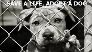 Dog Adoption (Documentary in HD!!!)