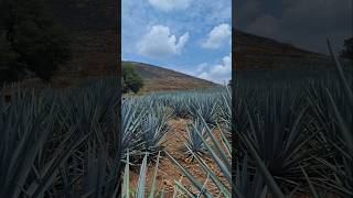 BONITA VISTA EN ALGUN LUGAR DE JALISCO ❤️ #viralvideo #turismo #jalisco #mexico