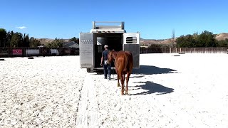 Trailer Loading Our Yearling Rupert for The First Time