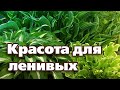 ВЫРАЩИВАНИЕ ХОСТЫ. ЛУЧШИЕ СОРТА И АГРОТЕХНИКА