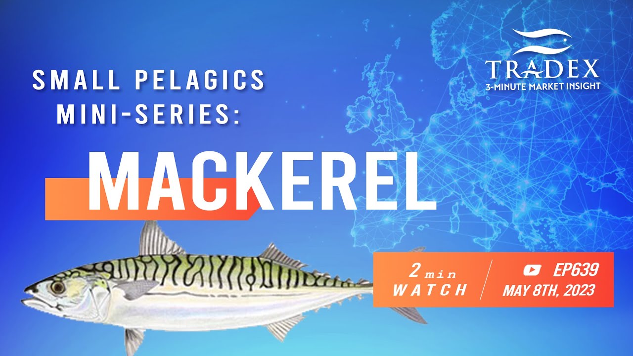 3MMI - Mackerel: Tighter Supplies, Growing Jack Mackerel Market Share in Europe