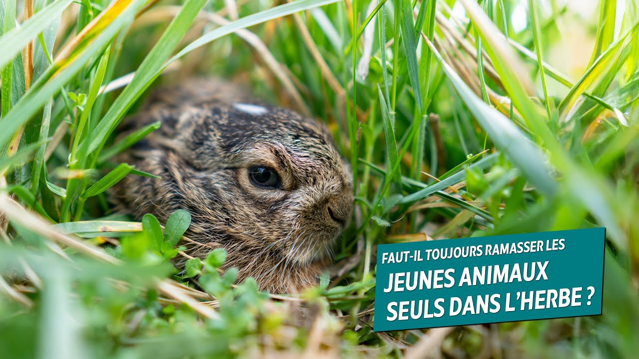 🐰🦊 Faut-il toujours ramasser un petit mammifère seul dans l'herbe ? - ALBG #30