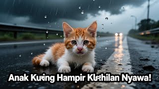 Anak Kucing Hampir Nyerah! Sampai Akhirnya..... 