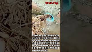 배수관을 막고 있는 나뭇가지와 잔해물 청소 방법 #worker #process #culvert #drainage #plumbing