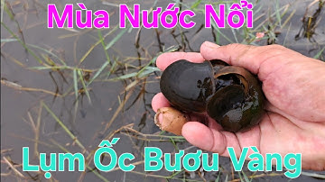 Lụm Ốc Bươu Vàng Mùa Nước Nổi 
