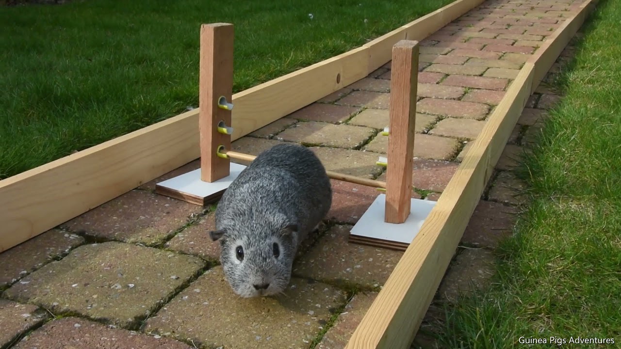 Tommies first time on the course