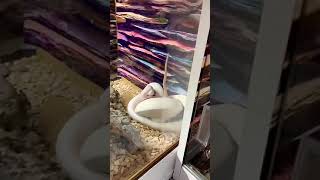 Famous Super Mojave live feeding Wealth