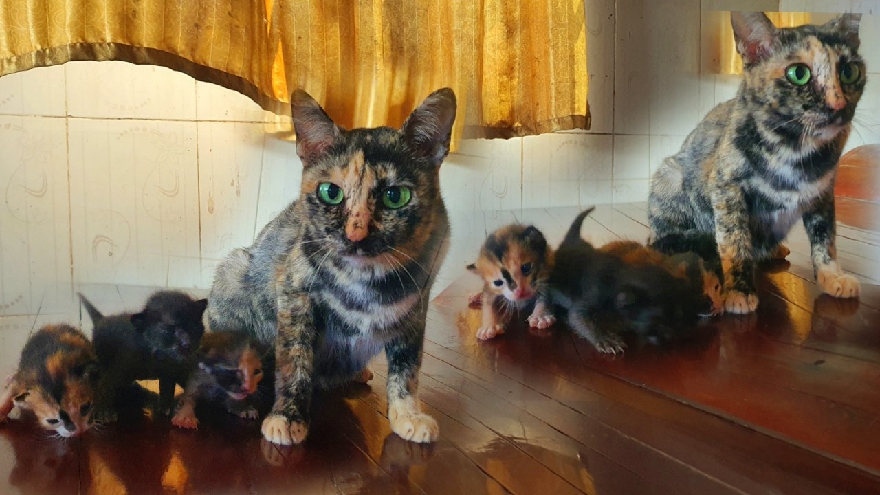 adorable kittens is 14day - LuLu Kittens