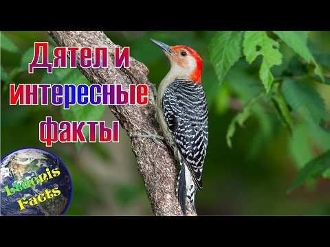 Дятел и интересные
