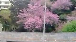 İstanbul Erguvan Judas Tree