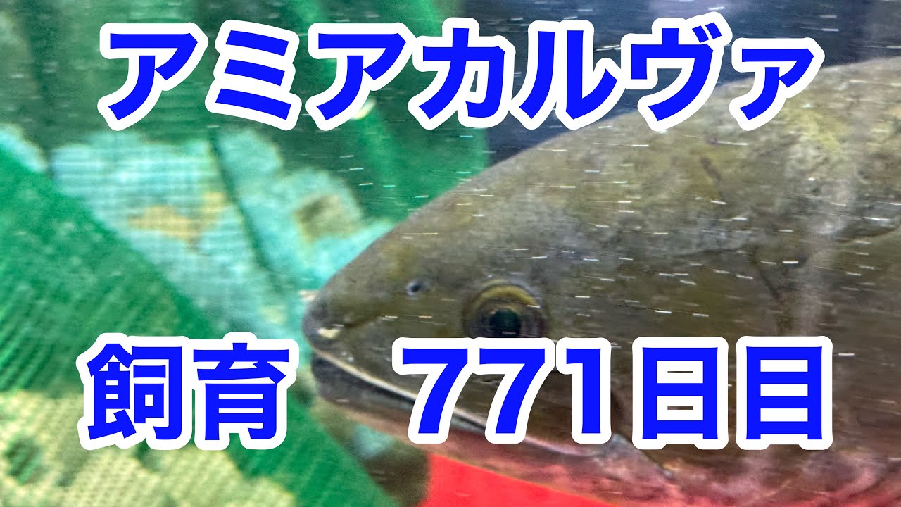 急募 アミアカルヴァ 古代魚 古代魚】アミアカルヴァ771日目 - YouTube