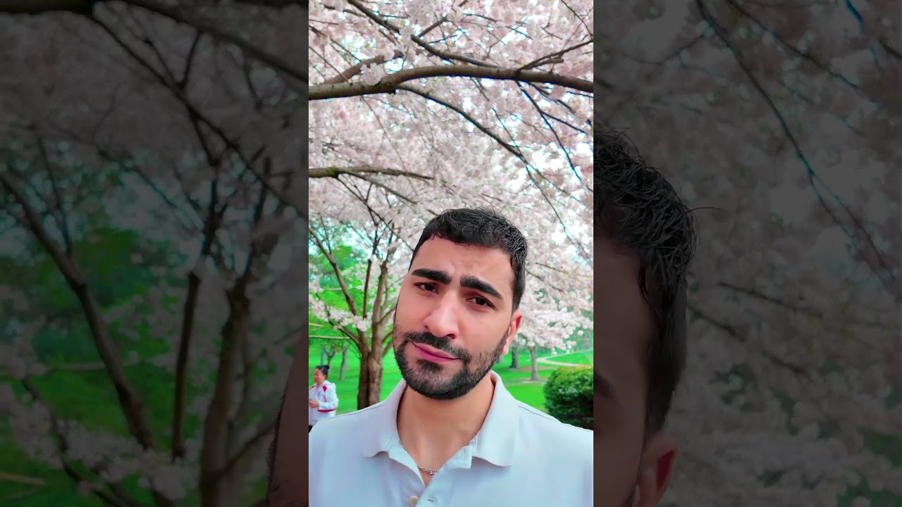 Los CHERRY BLOSSOMS High Park, Toronto 🌸