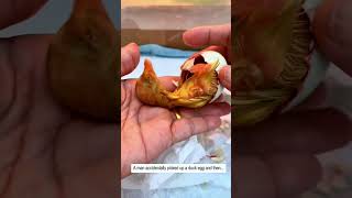 A Man Accidentally Picked Up A Duck Egg And Then...