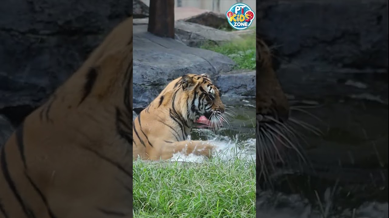 T is for Tiger (Part 1) | Alphabet Animals for Kids | PT Kids Zone!