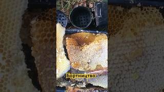 Бортництво. Дике бджільництво півночі України.