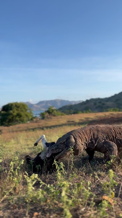 Komodo Dragon HD - YouTube