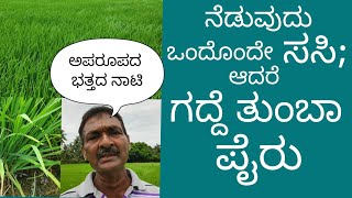How to get Higher Yield by lower quantity of Paddy Seeds? / ಕಡಿಮೆ ಬೀಜ ಬಿತ್ತಿ ಅತಿ ಹೆಚ್ಚು ಇಳುವರಿ /
